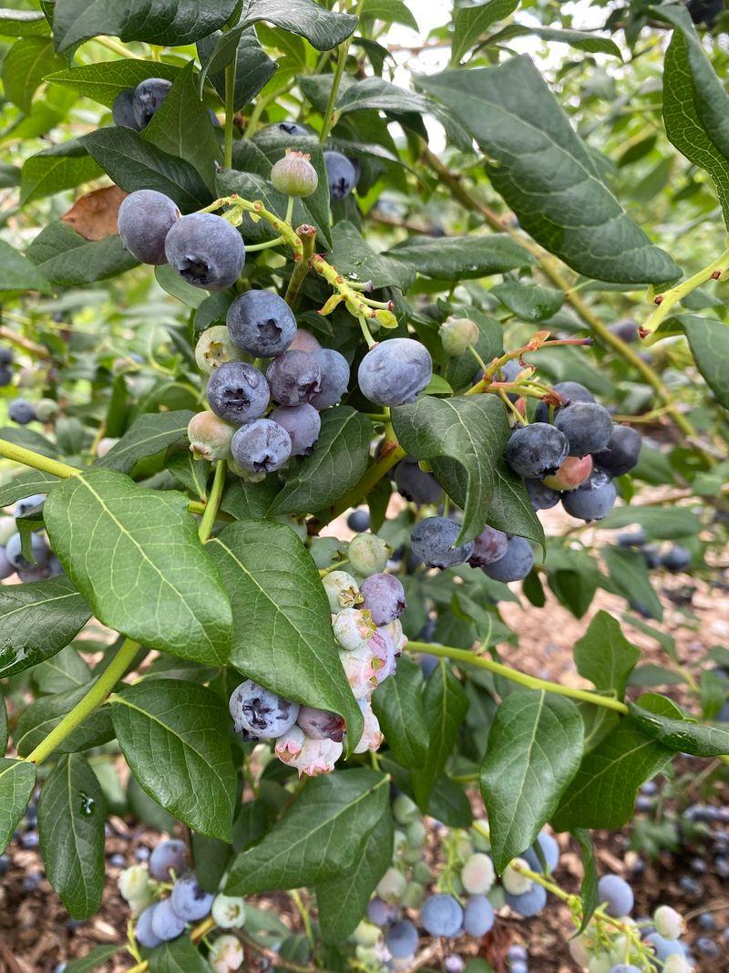 Pick The Fruit Yourself And Feel Very Accomplished