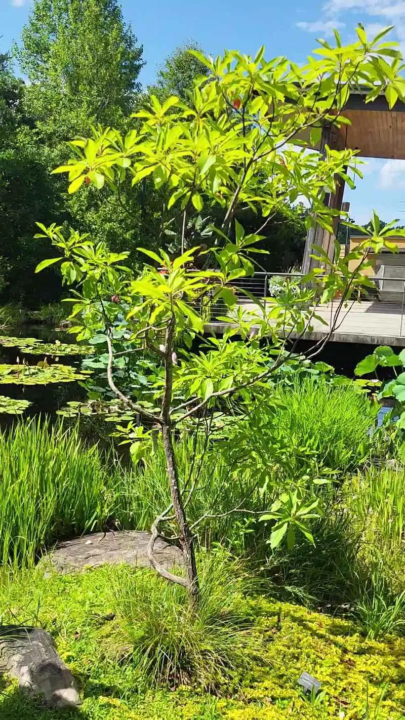 Behind The Pretty Paths Sits A Real Rescue Mission For Rare Plants