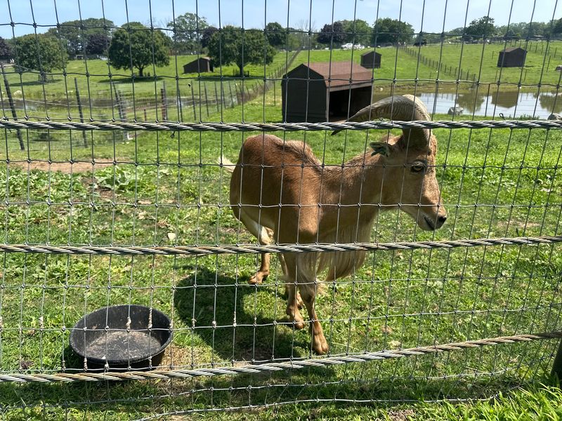 Calf Cuddles Might Be The Sweetest Booking You Make