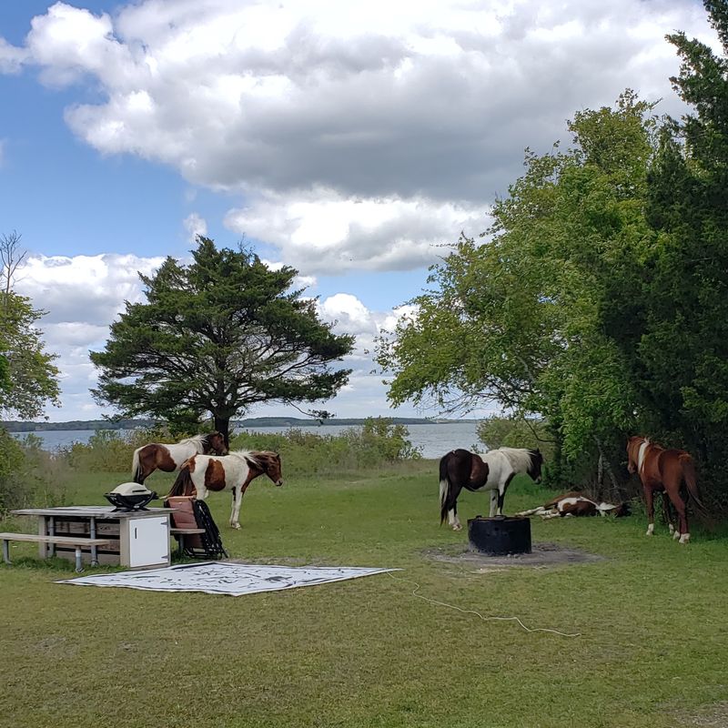 Picnic Tables With Built-In Horse Defense