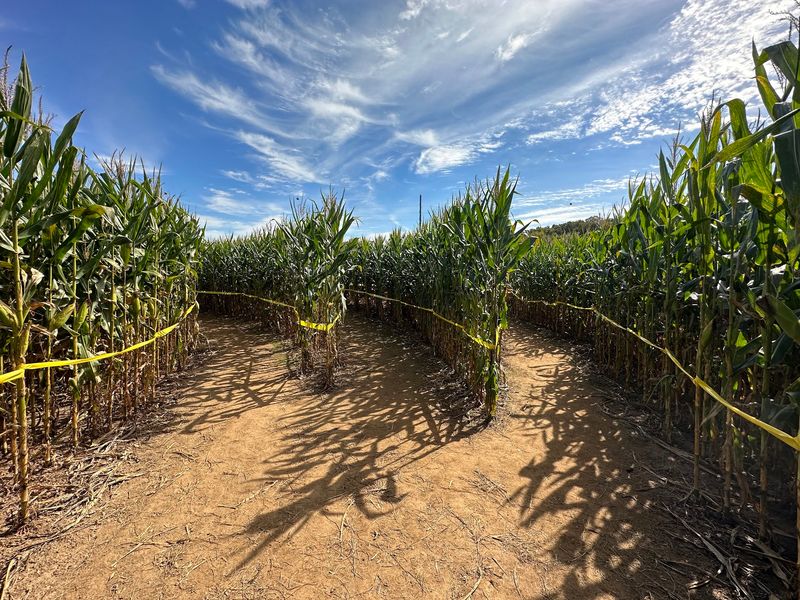 Uncle Shuck's Corn Maze and Pumpkin Patch