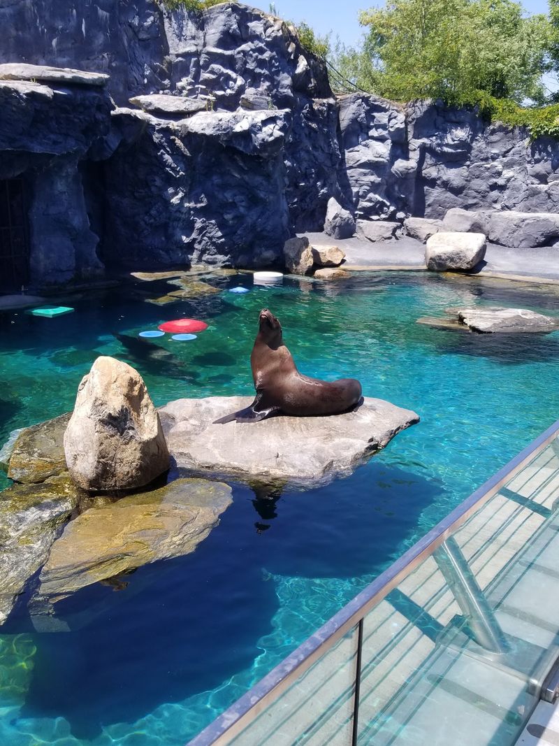Grab A Seat Because The Sea Lions Steal The Show