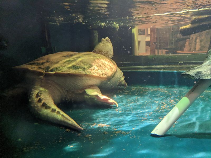 An Albino Snapping Turtle Steals the Nature Center Show