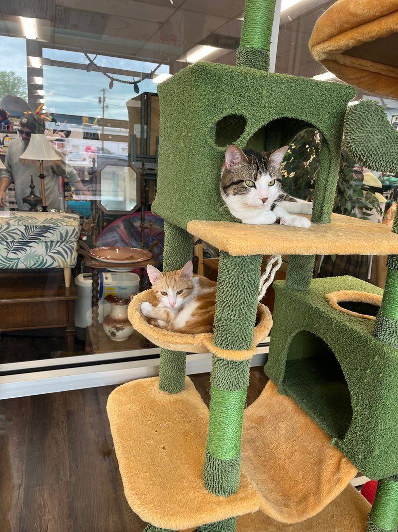 Pet Supplies That Spoil Your Animals For Less