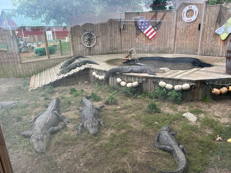 Alligators Might Steal The Spotlight From The Goats