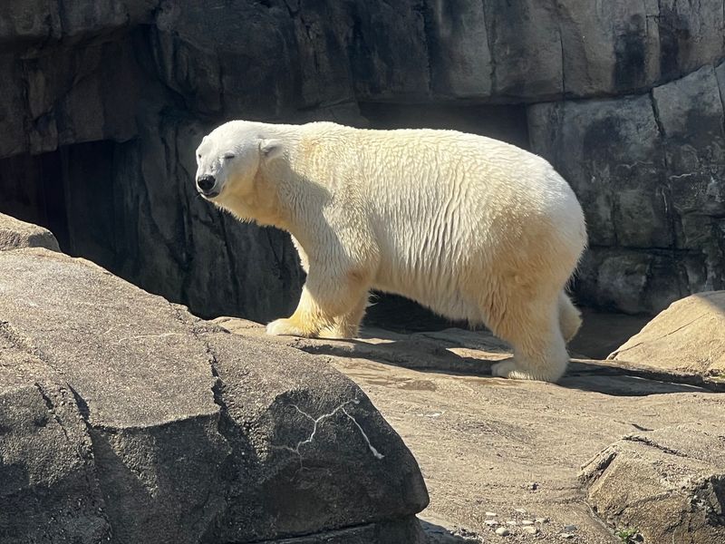 Sharks, Penguins, And Polar Bears Share One Ticket