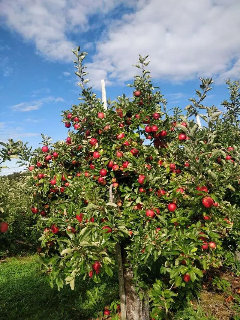 Bartlett's Orchard, Richmond