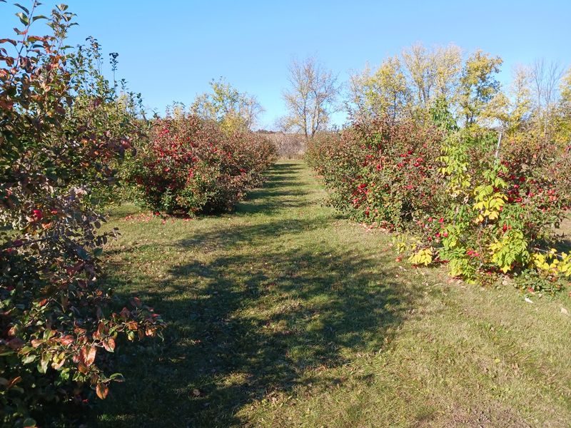 Hofacker's Hillside Orchard