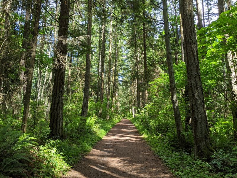 Forest Trails That Lead To Quiet Cranberry Lake