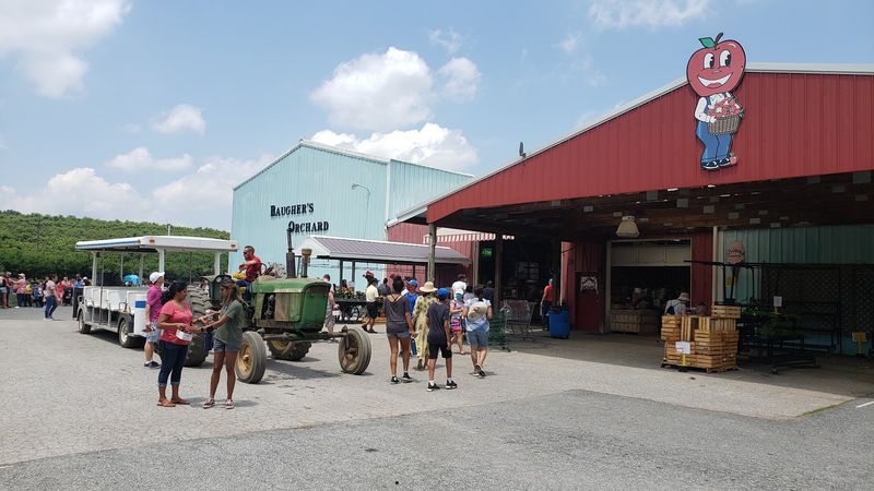 Your Ride To The Apple Trees Comes With A Tractor Attached