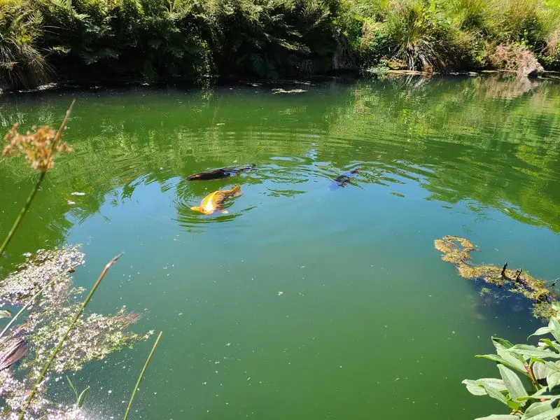 Big Koi And Sneaky Turtles In The Ponds