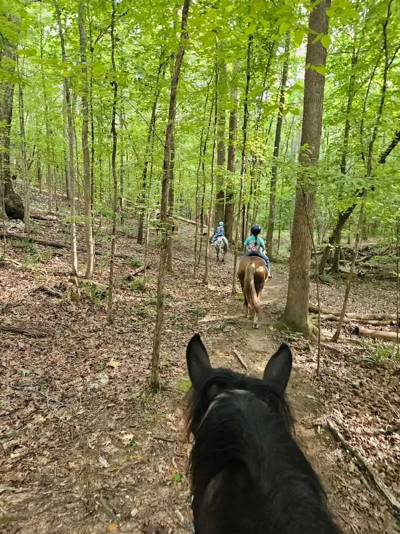 Keep an Eye Out for Deer, Turkeys, and Other Wildlife