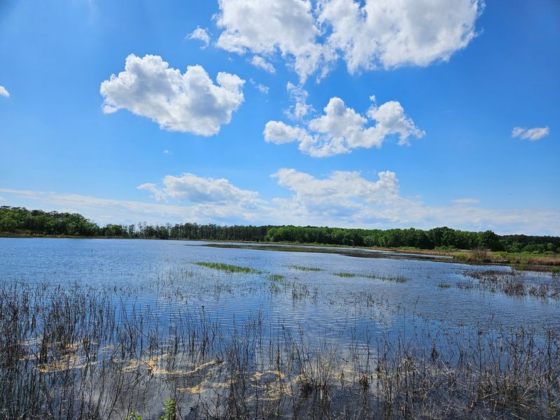 Blackwater National Wildlife Refuge