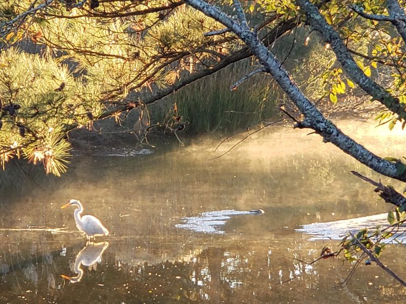 Ponies Get Plenty Of Company From Birds, Foxes, And Dolphins