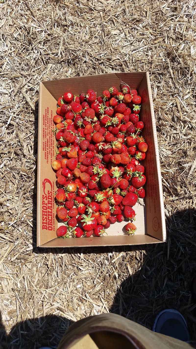 Pick Your Own Fruit From June Right Through Halloween