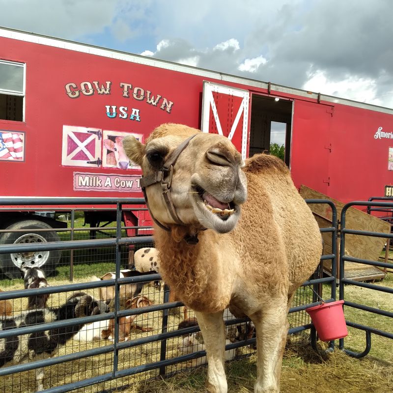 Rescued Animals Get A Second Chance Here