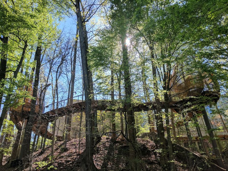 Atlanta Hides A Real Old-Growth Forest In Plain Sight