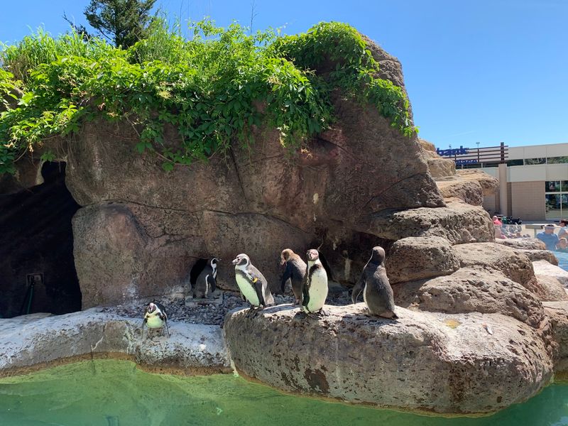Penguins Turn Watching Into a Game