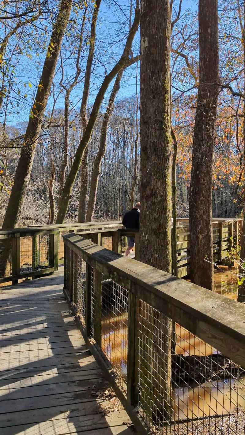 Pause Along the Old-Growth Forest Boardwalk Stops