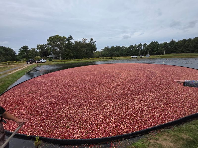 Photograph the Harvest Without Interrupting It
