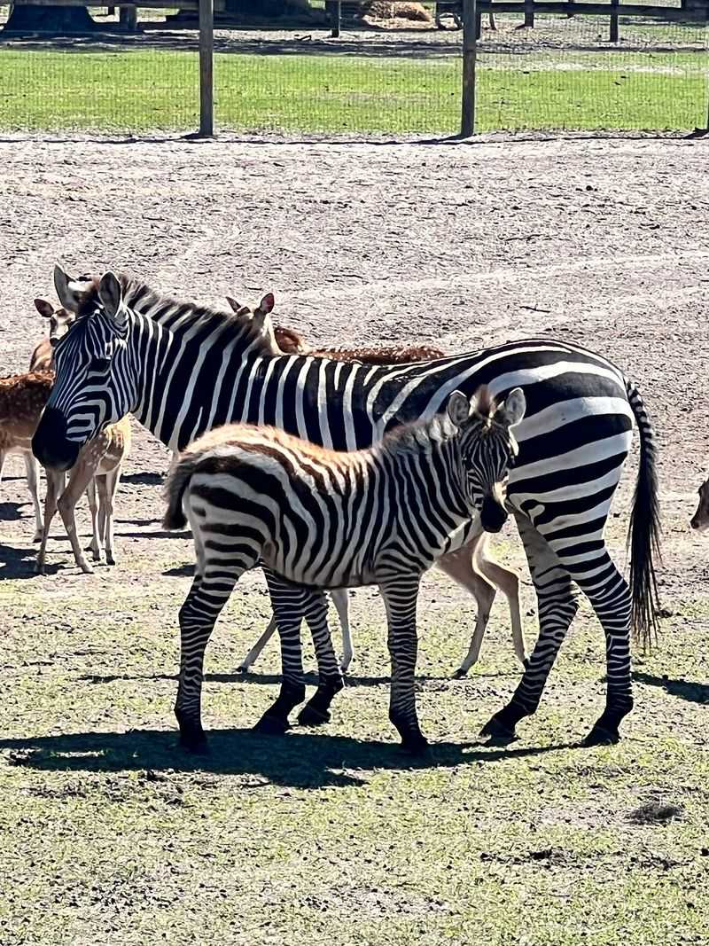 Prefer Your Own Air Conditioning? The Drive-Thru Safari Has You Covered