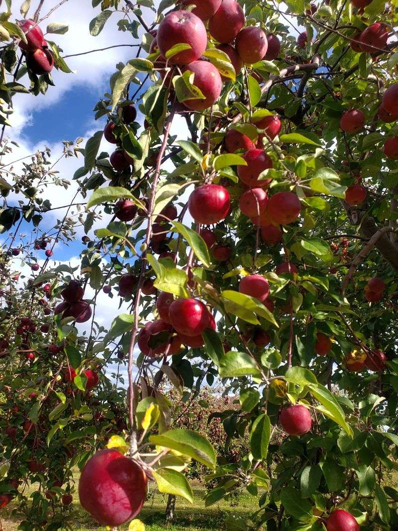 Apple Hill Orchard, Bayfield