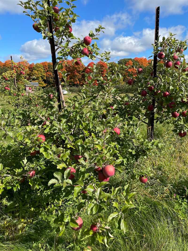 Ski-Hi Fruit Farm, Baraboo