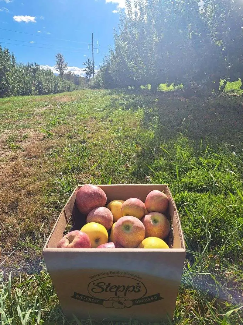 Stepp's Hillcrest Orchard, Hendersonville
