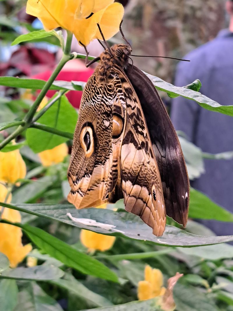 Catch A Butterfly On Its Very First Day