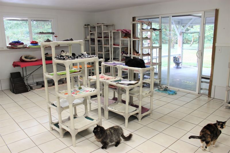 Not A Cat Cafe, And That's Kind Of The Point