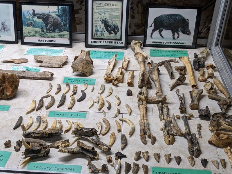 Mammoth Teeth And Clues From A Shaky Past