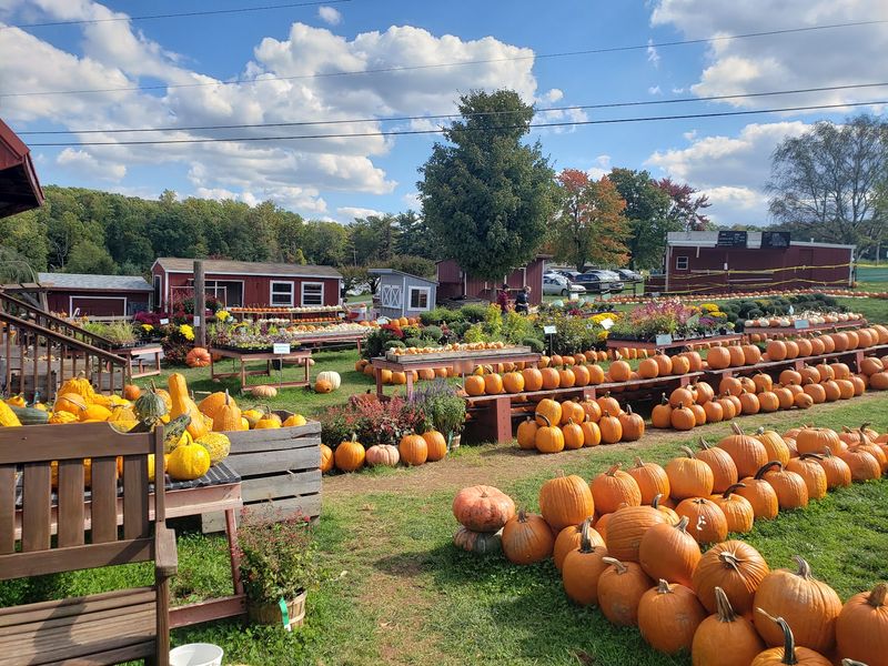 Weaver's Orchard, Morgantown, Berks County