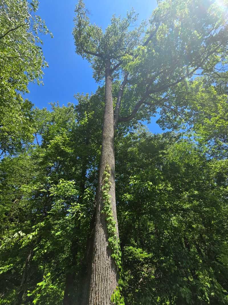 Say Hello To Trees That Are Older Than The State Itself