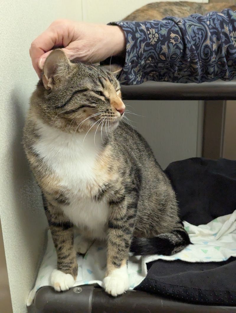 Snuggles, Treats, And A Little Kitten Fishing