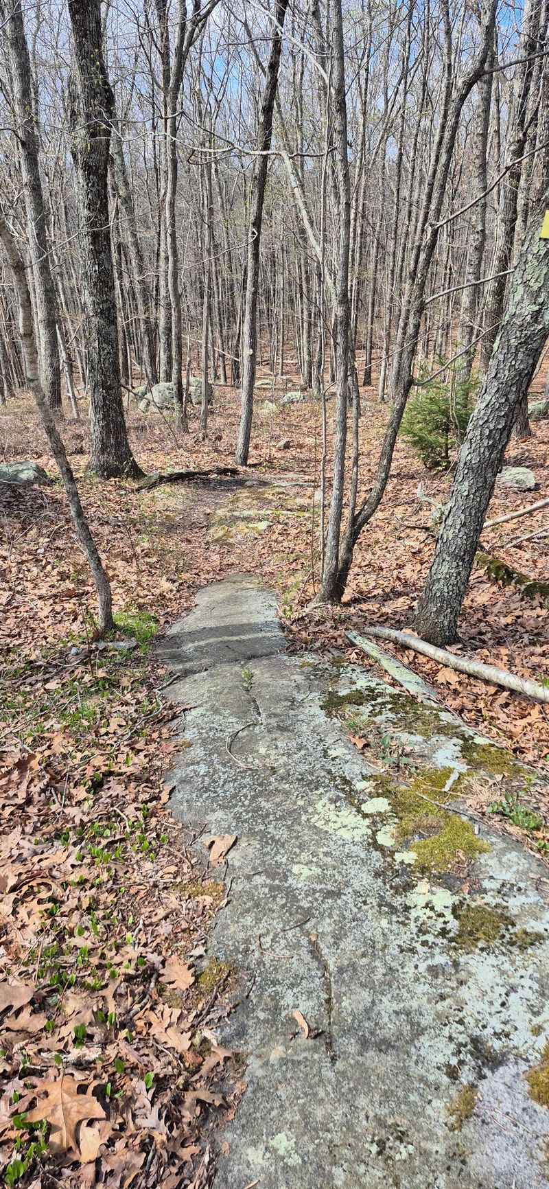 Take the Wooded Route Through Canfield Woods