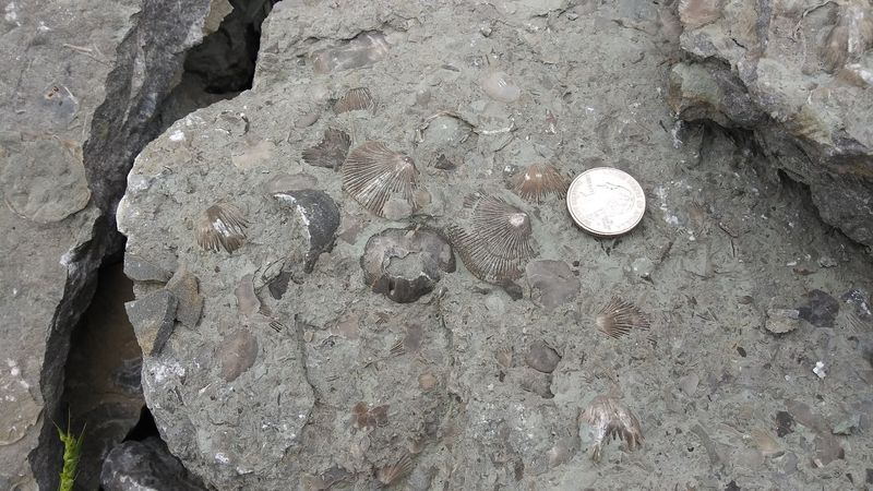 Keep the Trilobite Dream in Perspective
