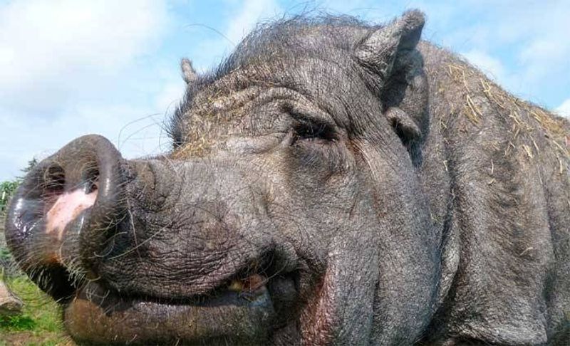 Pigs With Big Brains And Even Bigger Personalities