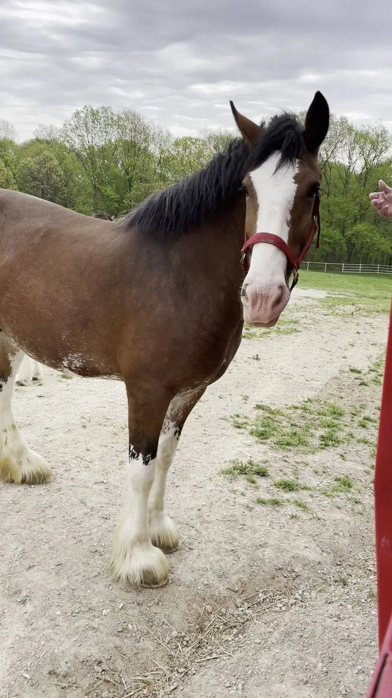 Stallions With Pedigrees That Read Like Royalty