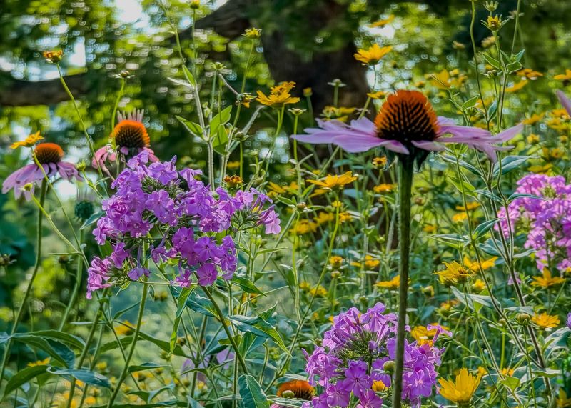 Whitmire Wildflower Garden Is Made For Slow Afternoons