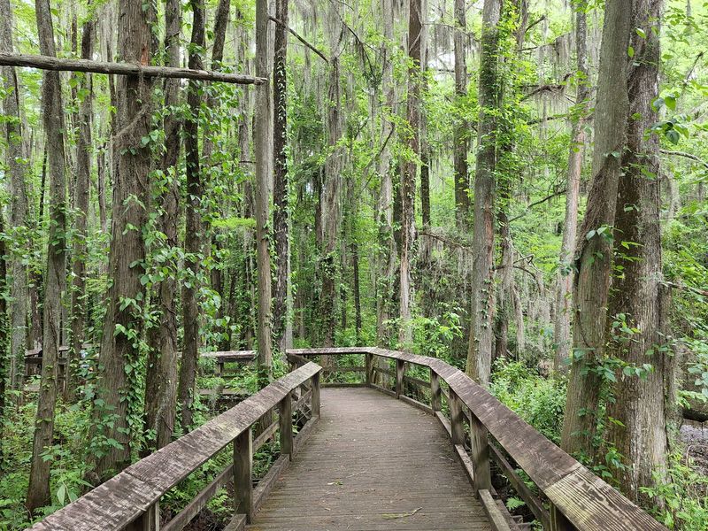 Some Of The Best Paths Here Are Made For Noses And Fingertips