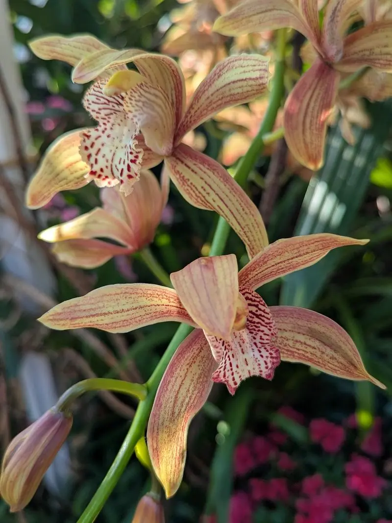 Orchids And Blooms That Keep Showing Up Year-Round