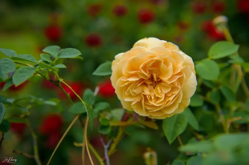 Stop And Smell The Roses At Thomasville Rose Garden