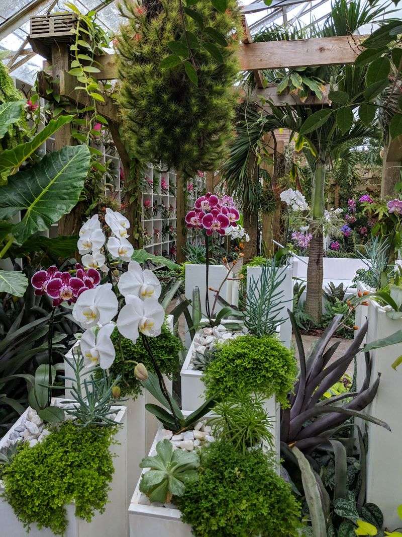 Let the Orchids Steal Your Attention