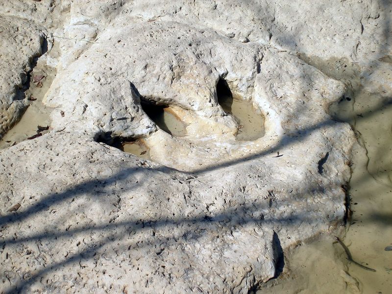 Spot the Three-Toed Tracks