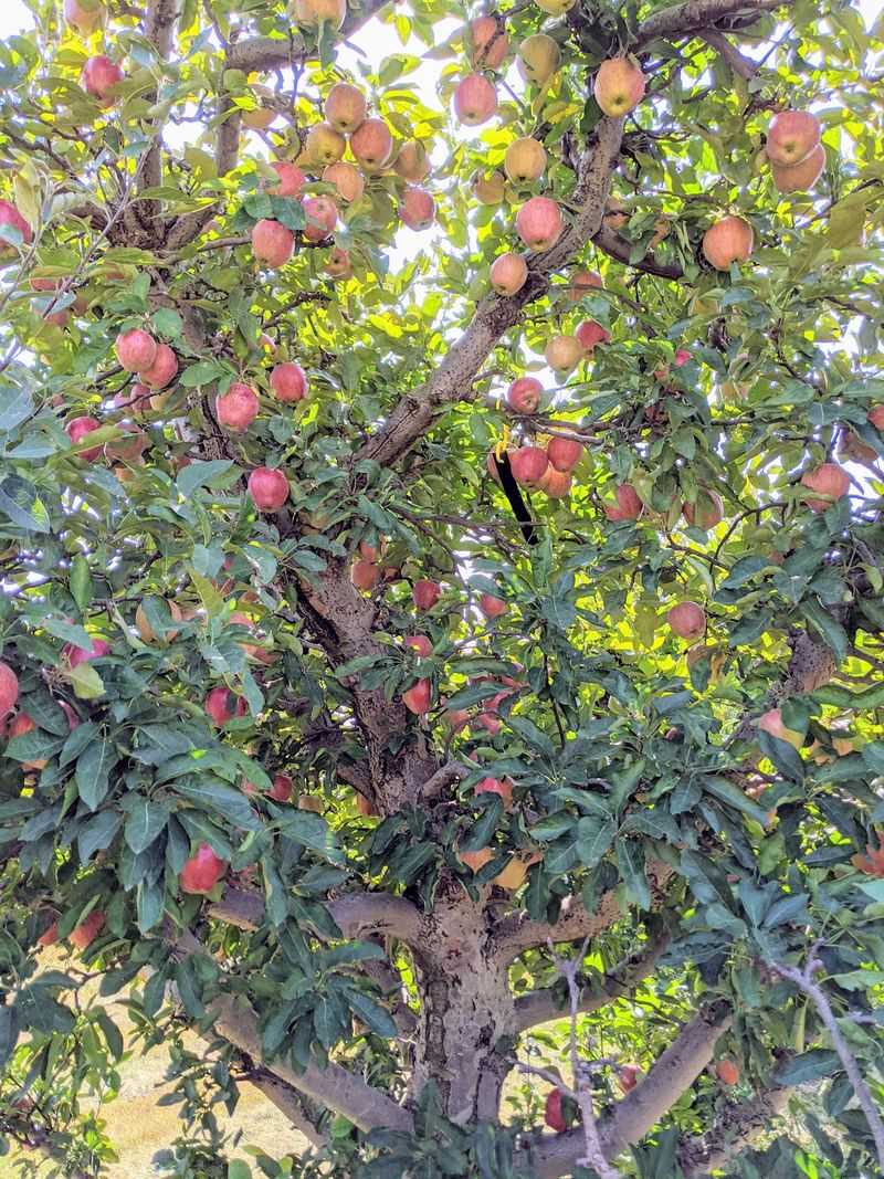 Let the Apple Trees Set the Pace