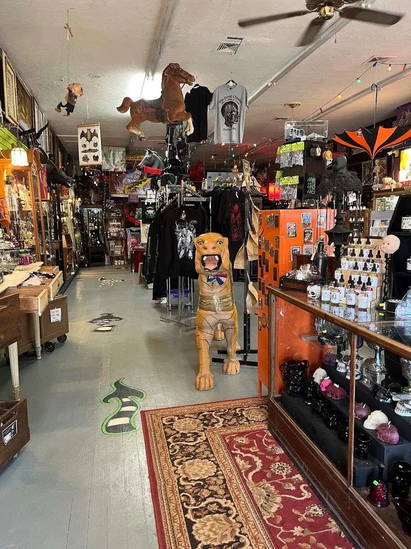 Explore The Secret Chamber House Of Oddities And Artwork