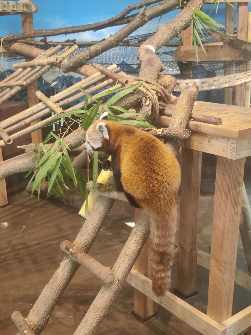 Get Close To Red Pandas And Other Favorites