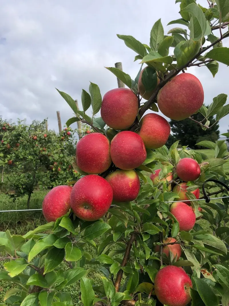 Justus Orchard, Hendersonville