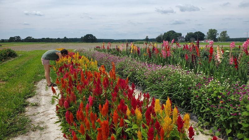 Pick-Your-Own Fields That Change With The Calendar