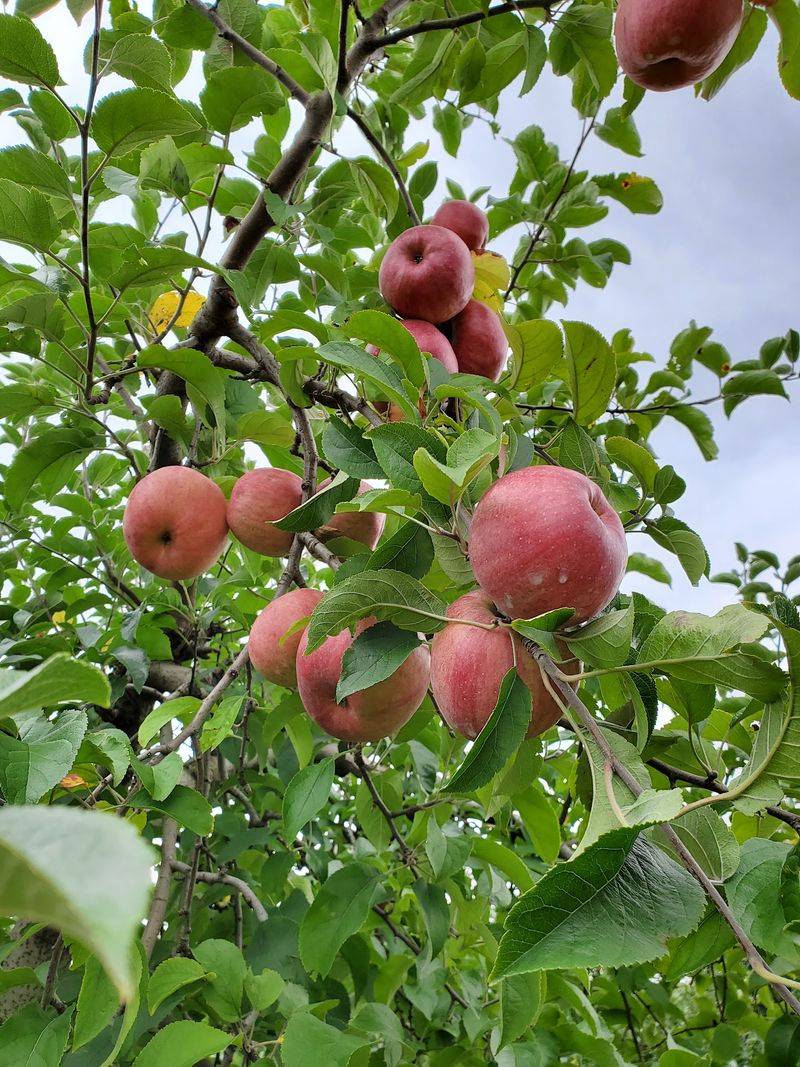 Marker-Miller Orchards in Winchester